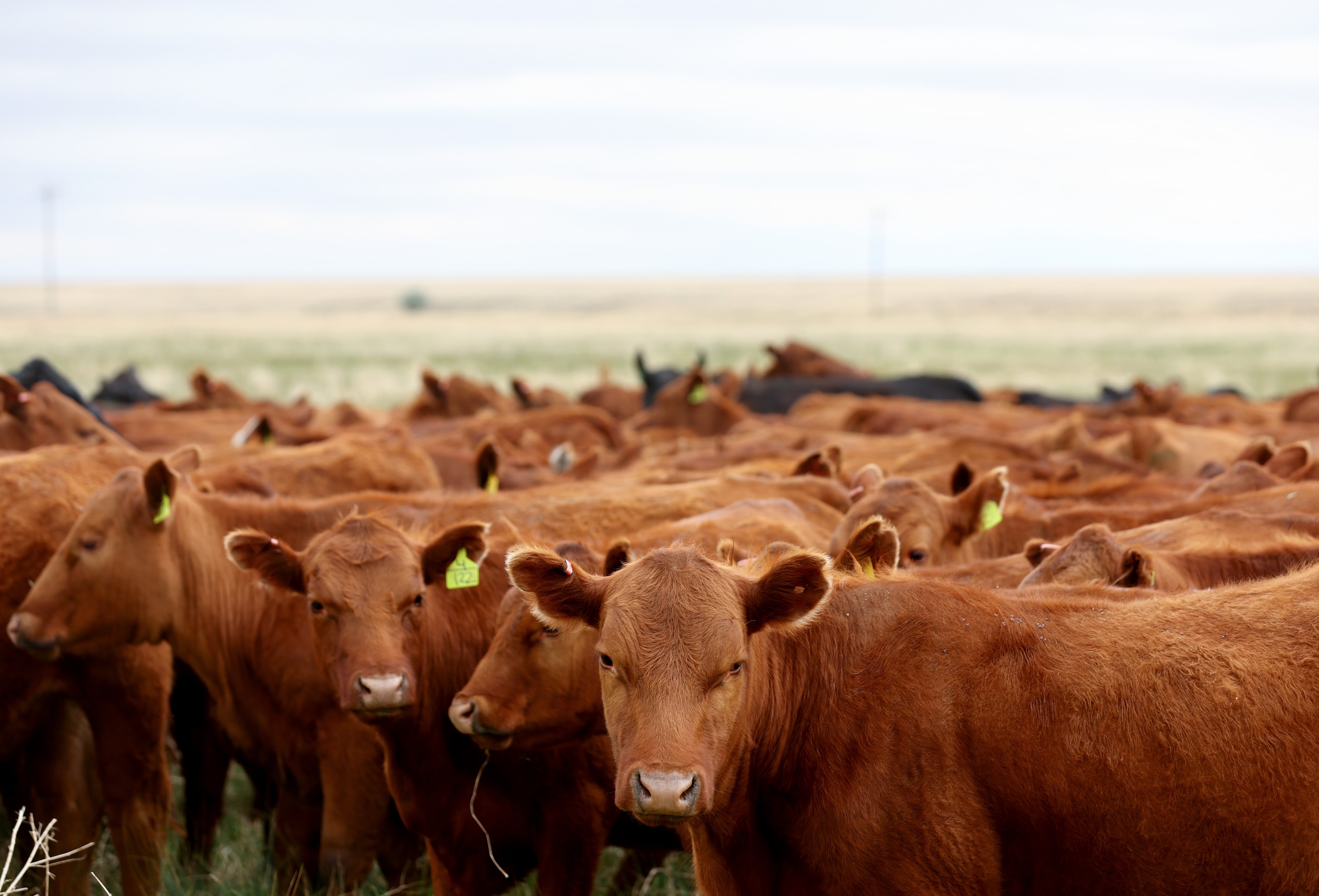 Brian McClain, a cattleman in Kentucky, allegedly carried out a multi-year Ponzi scheme involving “ghost” cattle. Since his 2023 death, investors and creditors have been scrambling to recover their losses