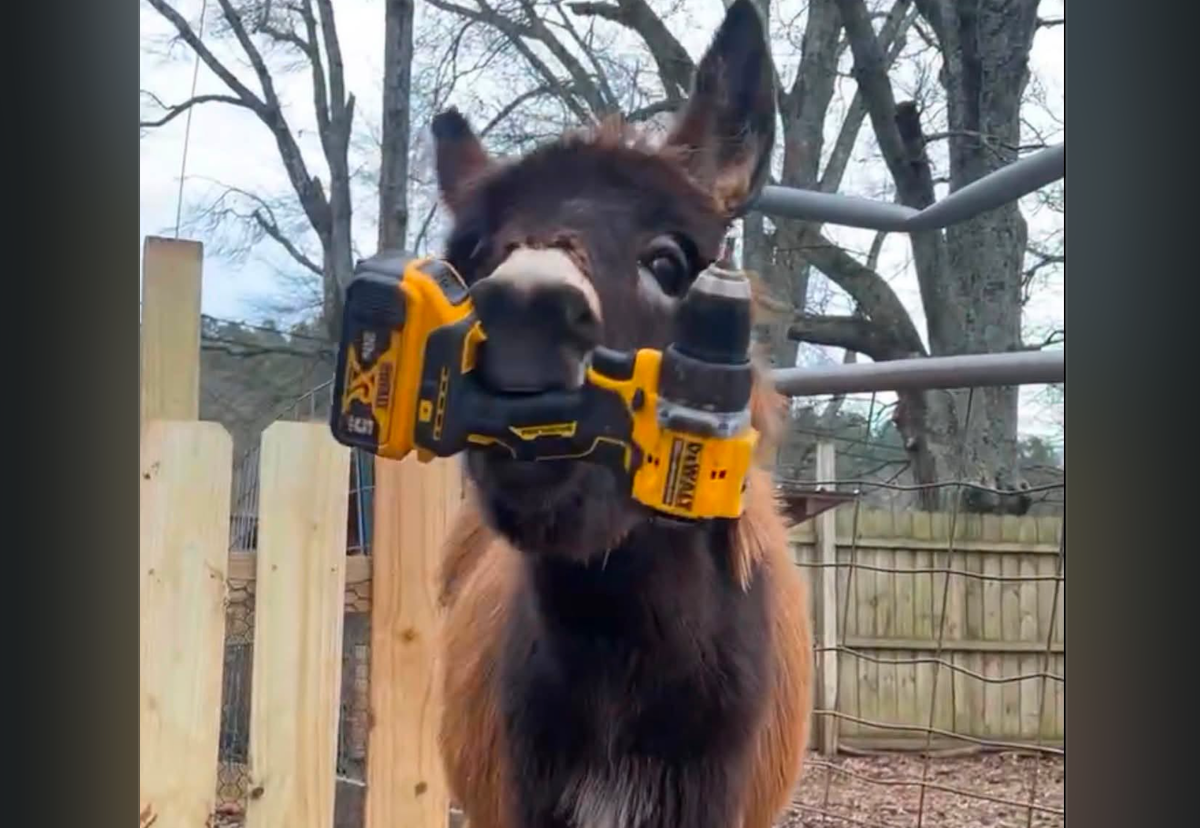 HeeHaw the donkey with a power tool. The donkey was shot and killed by a Cedartown, Georgia police officer who claimed the animal 'charged' at him and a K-9 handler