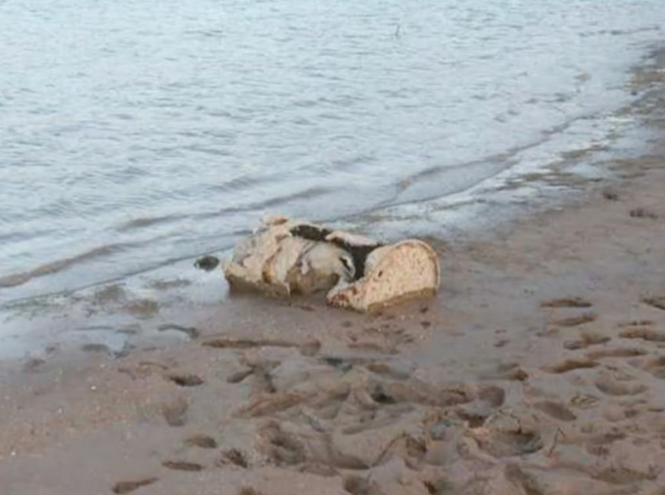 Police have identified the remains of a body found in a barrel (pictured) on Lake Mead in 2022