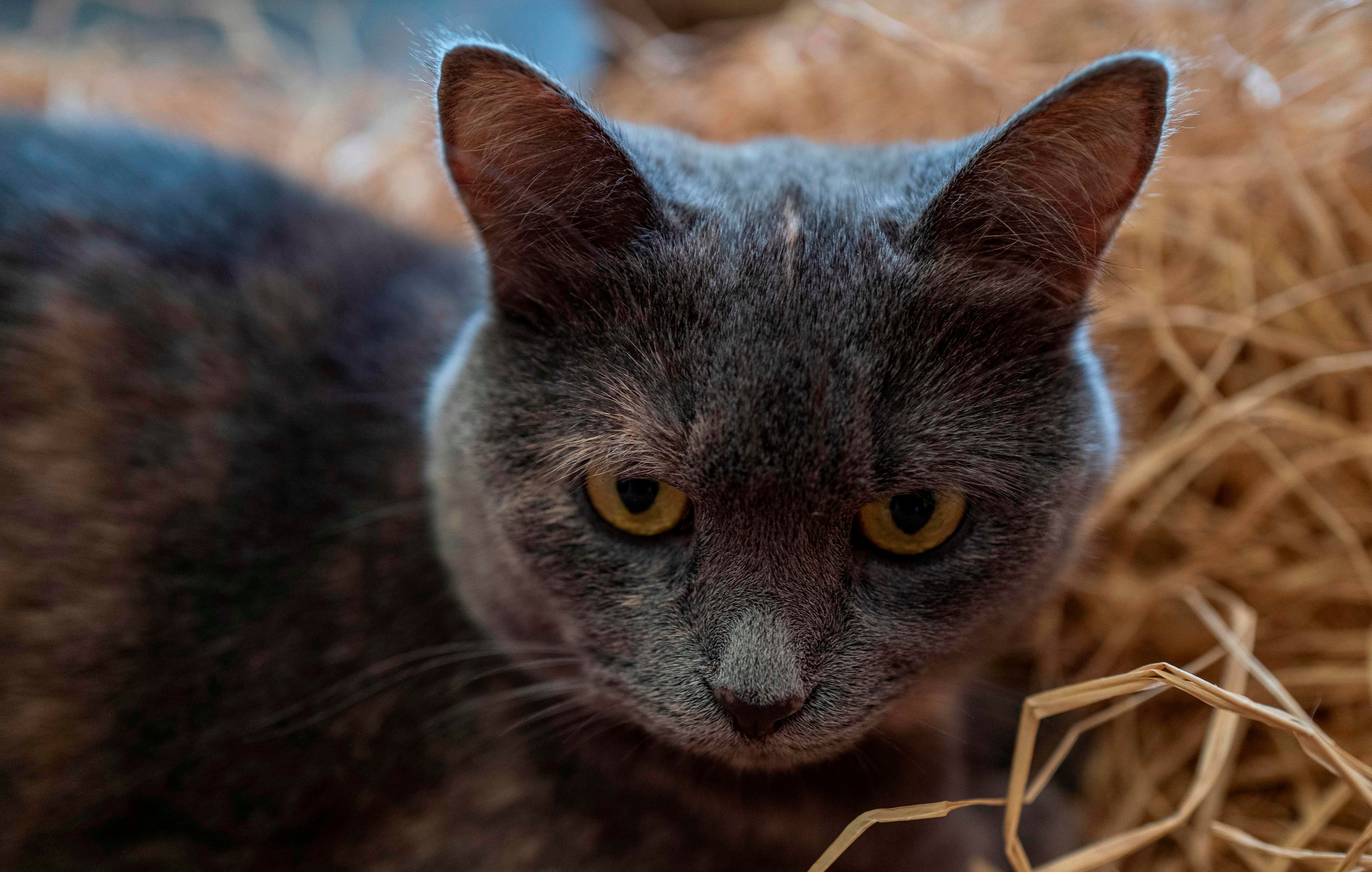 A cat sits on a straw bed in 'Cat Cafe' in Berlin, 7 August 2020