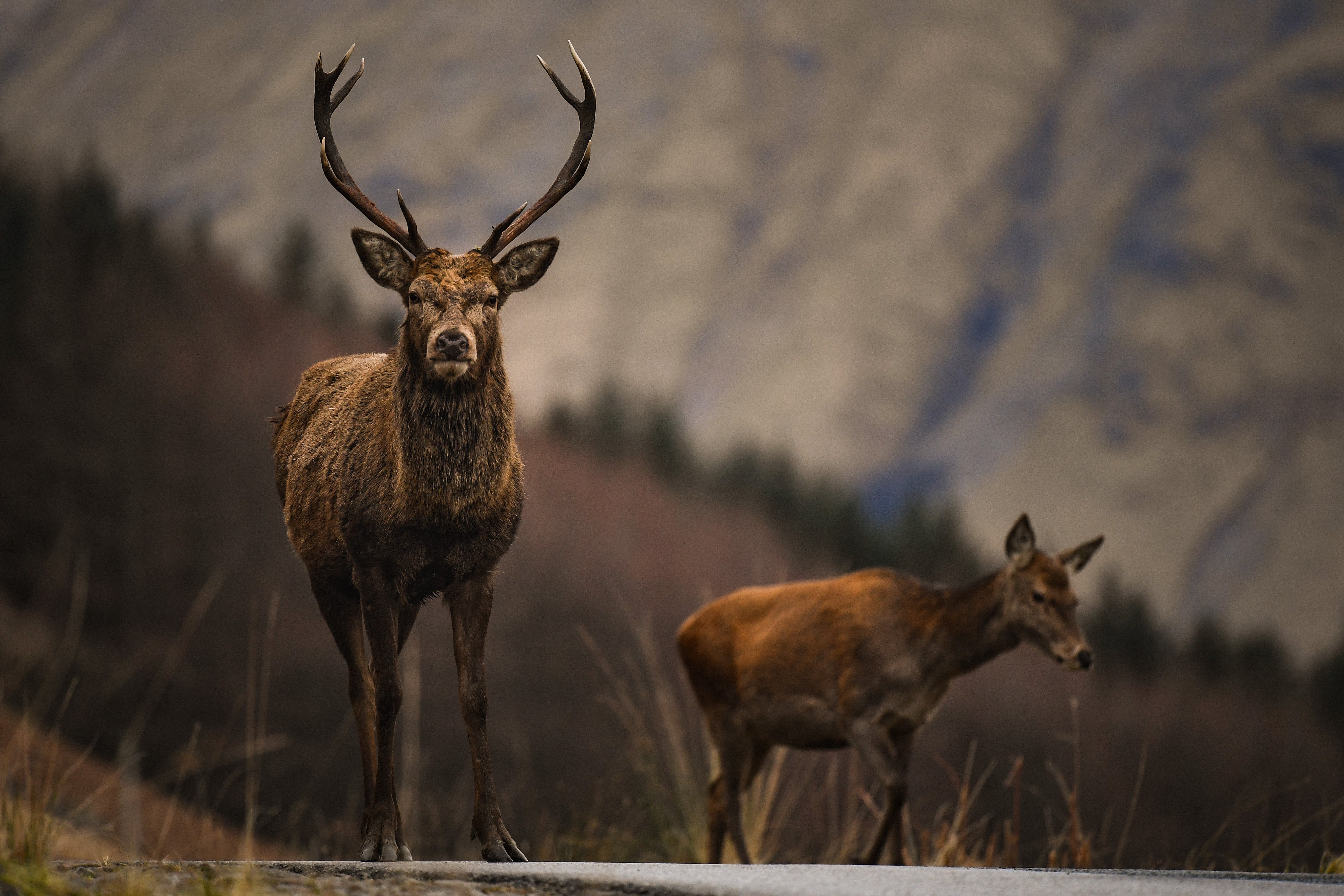 Contracted deer managers and employed rangers can apply for licenses to shoot female red and roe deer in Scotland's forests from September 2