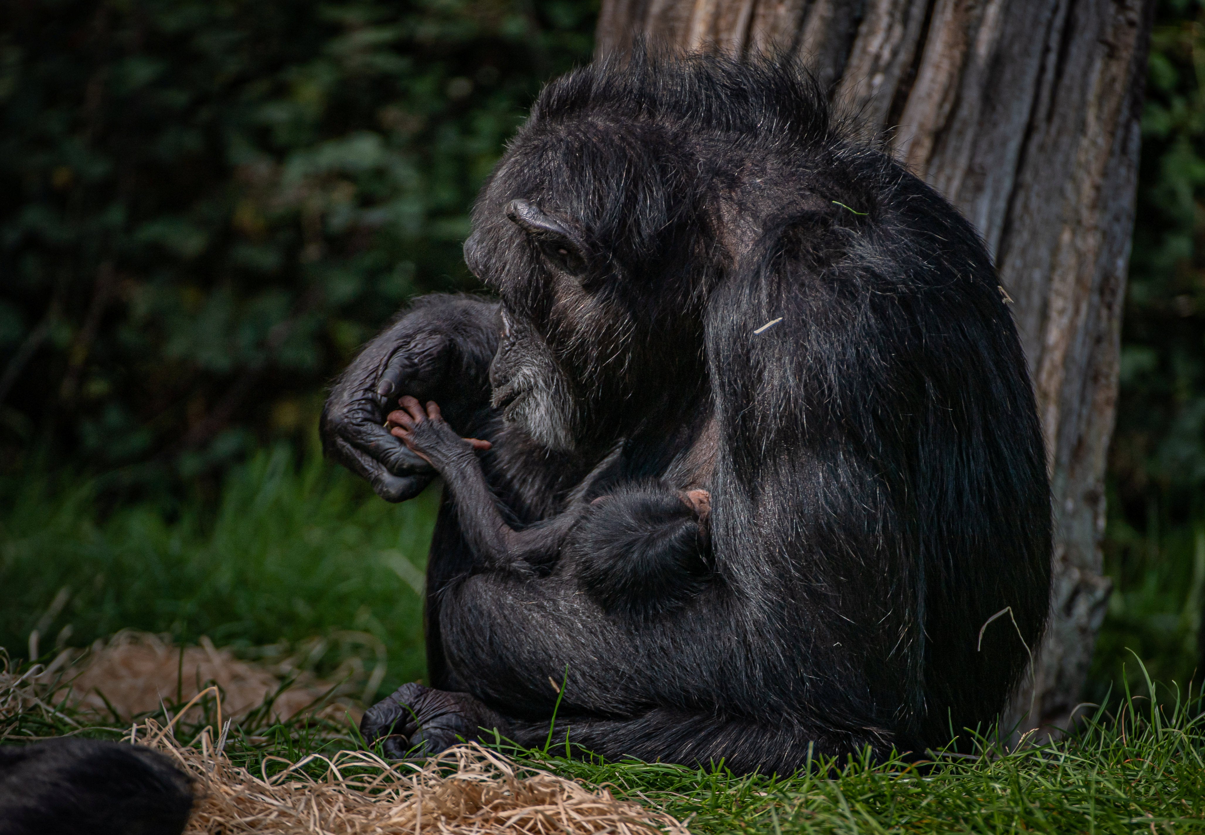 Outrage over rail project that has blasted chimp habitat with no protections in place for apes