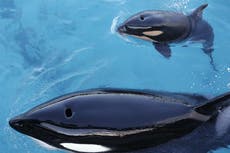 Orca famous for carrying its dead calf for 17 days gives birth again