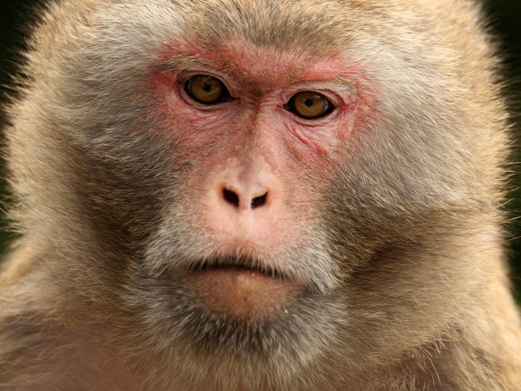 The lastest coronavirus vaccine setback: America doesn't have enough monkeys