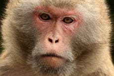 The lastest coronavirus vaccine setback: America doesn't have enough monkeys