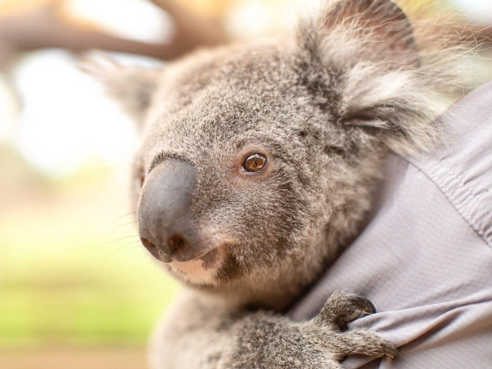 Inquiry in June found koalas could become extinct in New South Wales by 2050 without government intervention