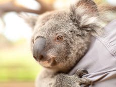 How koalas are creating political dispute in Australia’s largest state