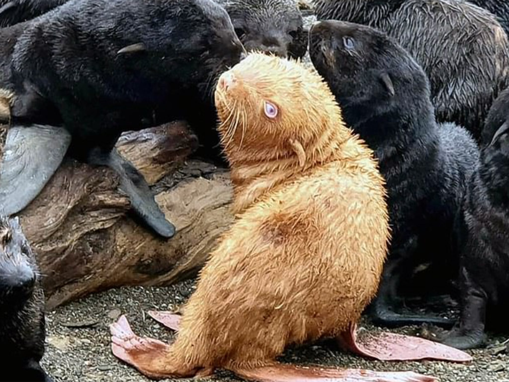 Albino seals like Ugly Duckling (pictured) have a very low chance of reaching adulthood