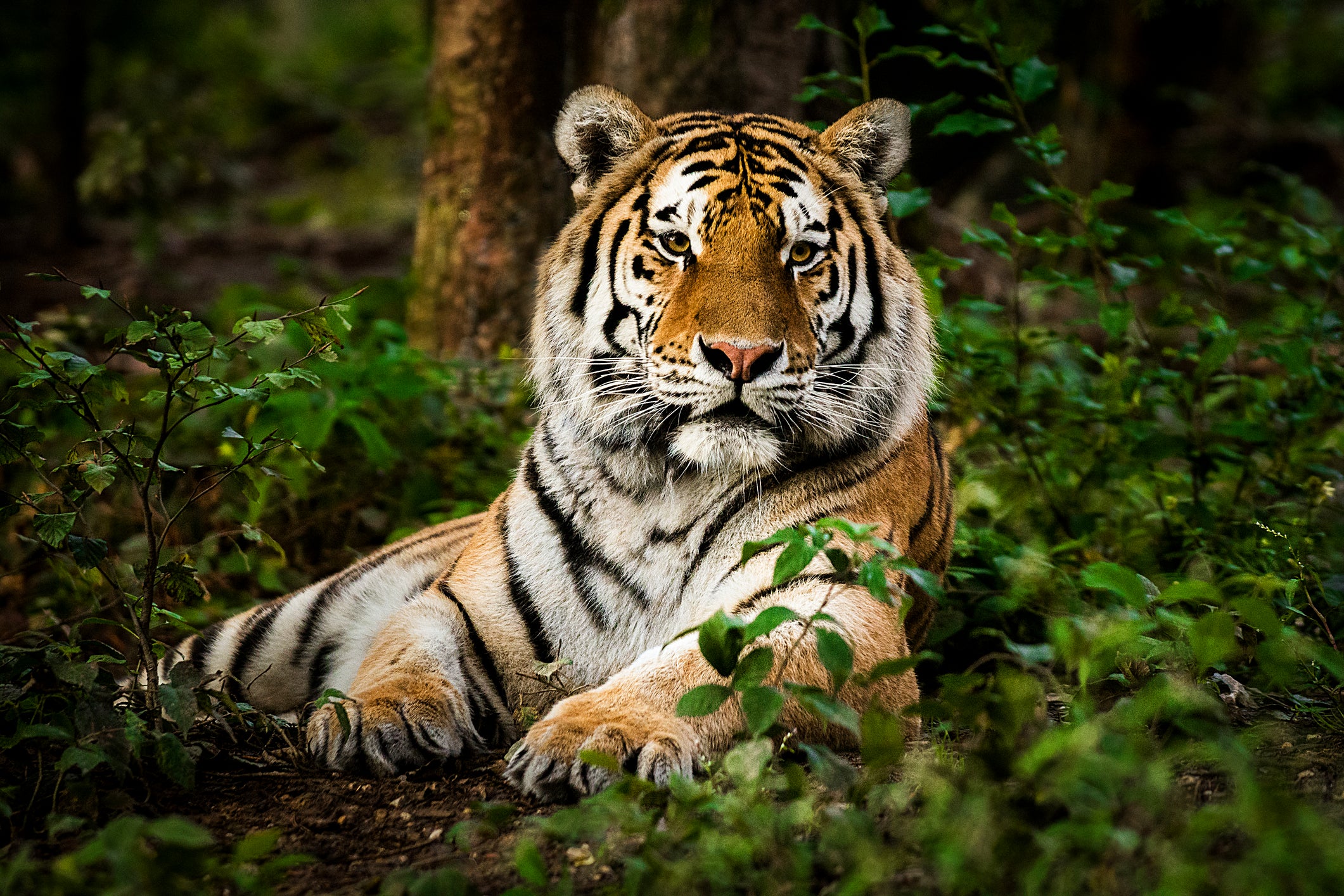 A sheriff's deputy spotted a tiger on the loose in East Tennessee, prompting a huge search for the animal