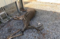 Huge mosquito swarms kill hundreds of animals by draining blood