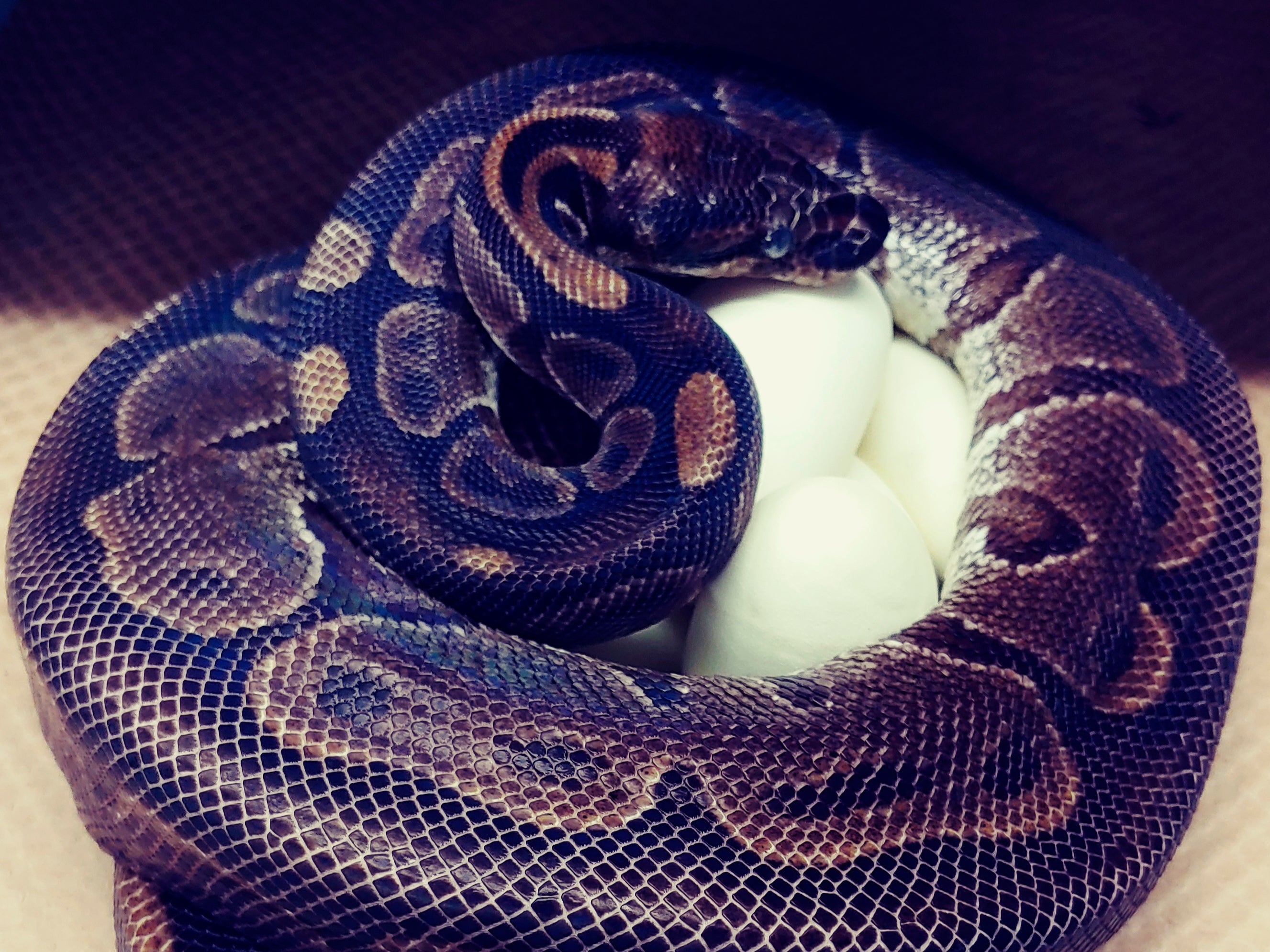 The 62-year-old ball python curled up around her eggs