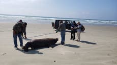 Mystery over death of 137 sea lions washed up on beach in Mexico