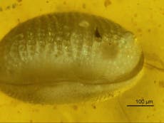 100-million-year-old giant sperm found preserved in amber is oldest ever, scientists believe