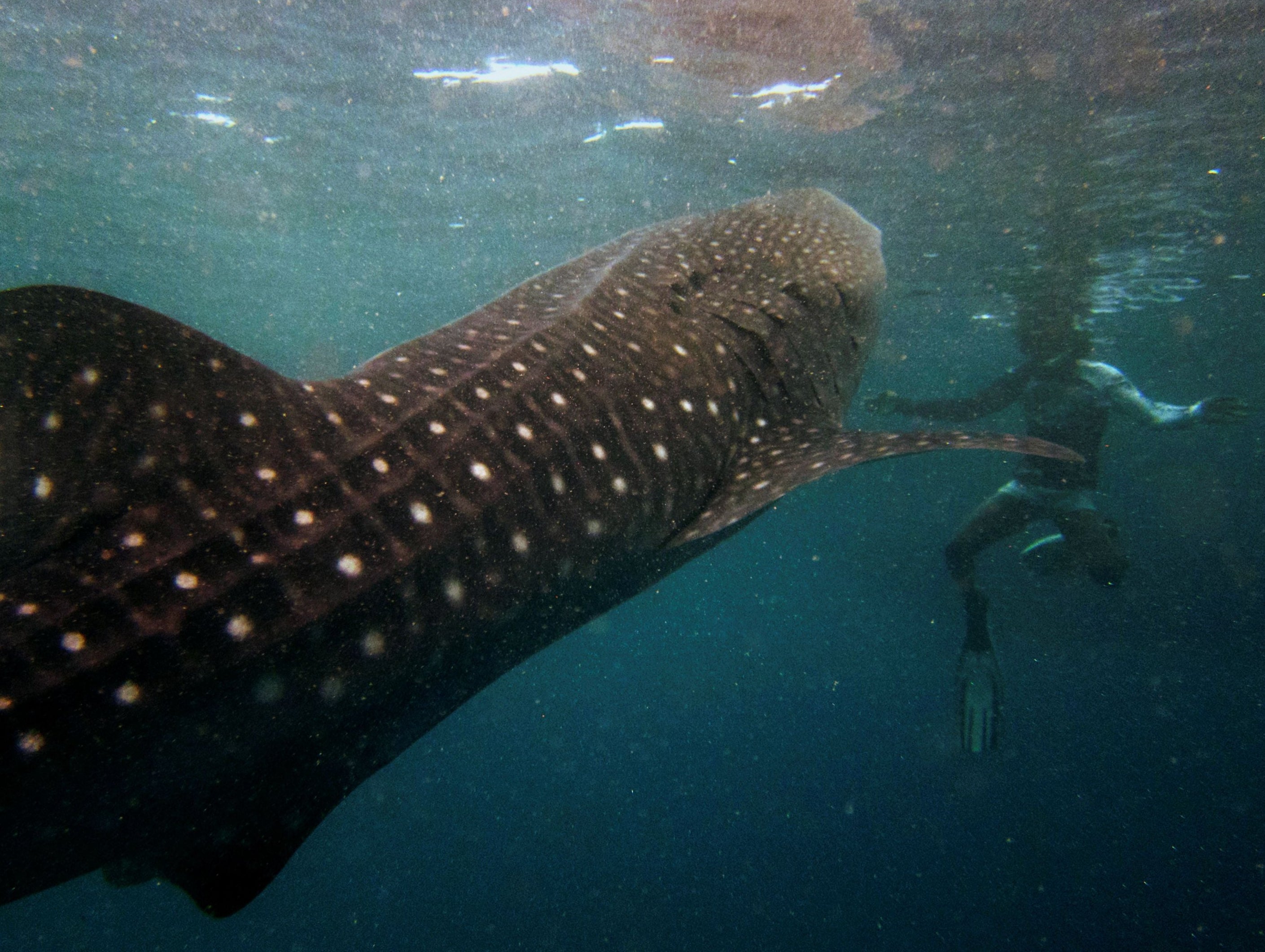 A snorkeler swims with a six-metre-long whale shark in the Maldives' remote Baa Atoll,