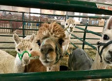 Wildfire evacuees tell of battle to save vital livestock from flames
