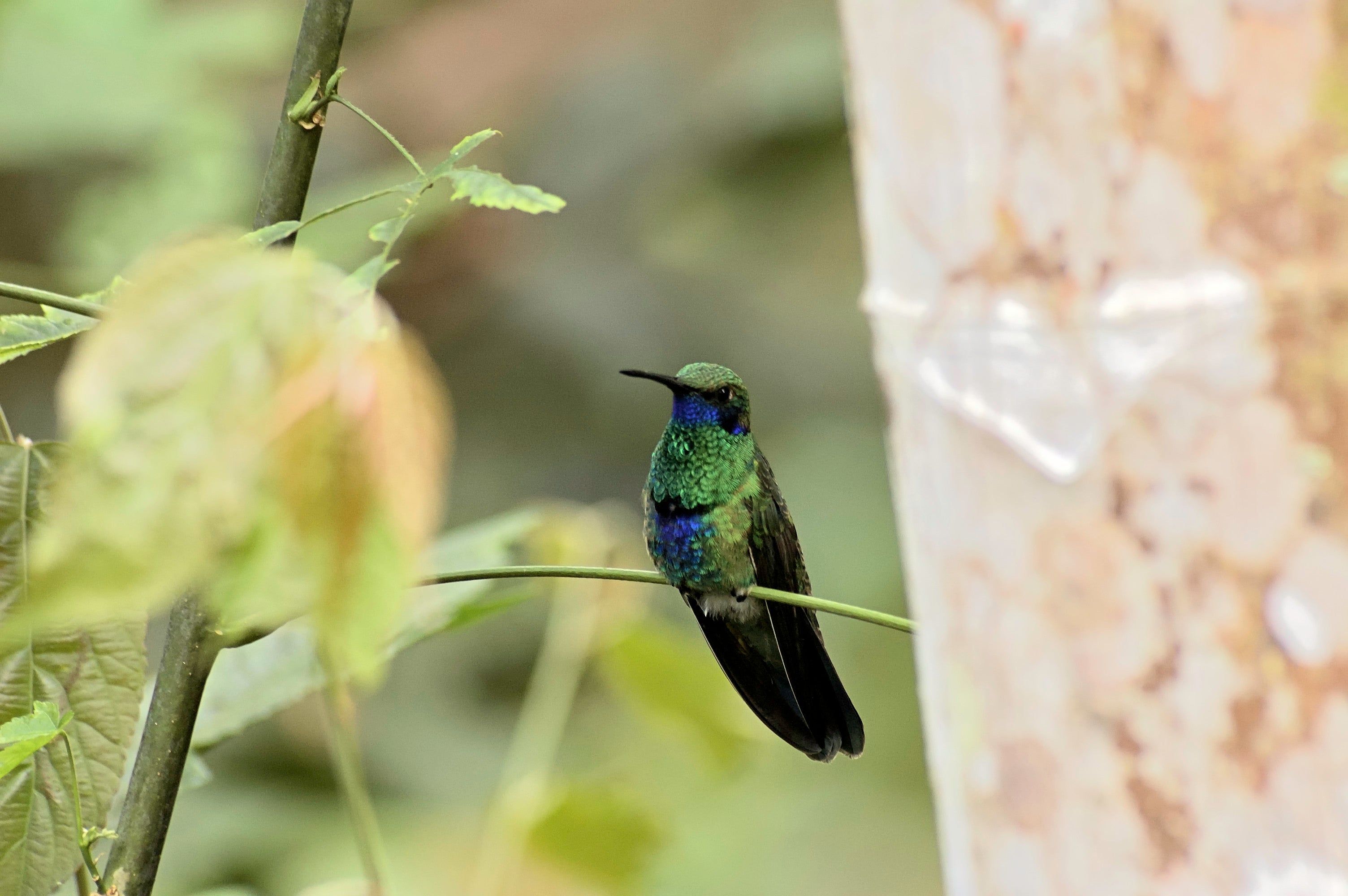 A sparkling violetear perched on a thin limb in the Tandayapa reserve, Ecuador