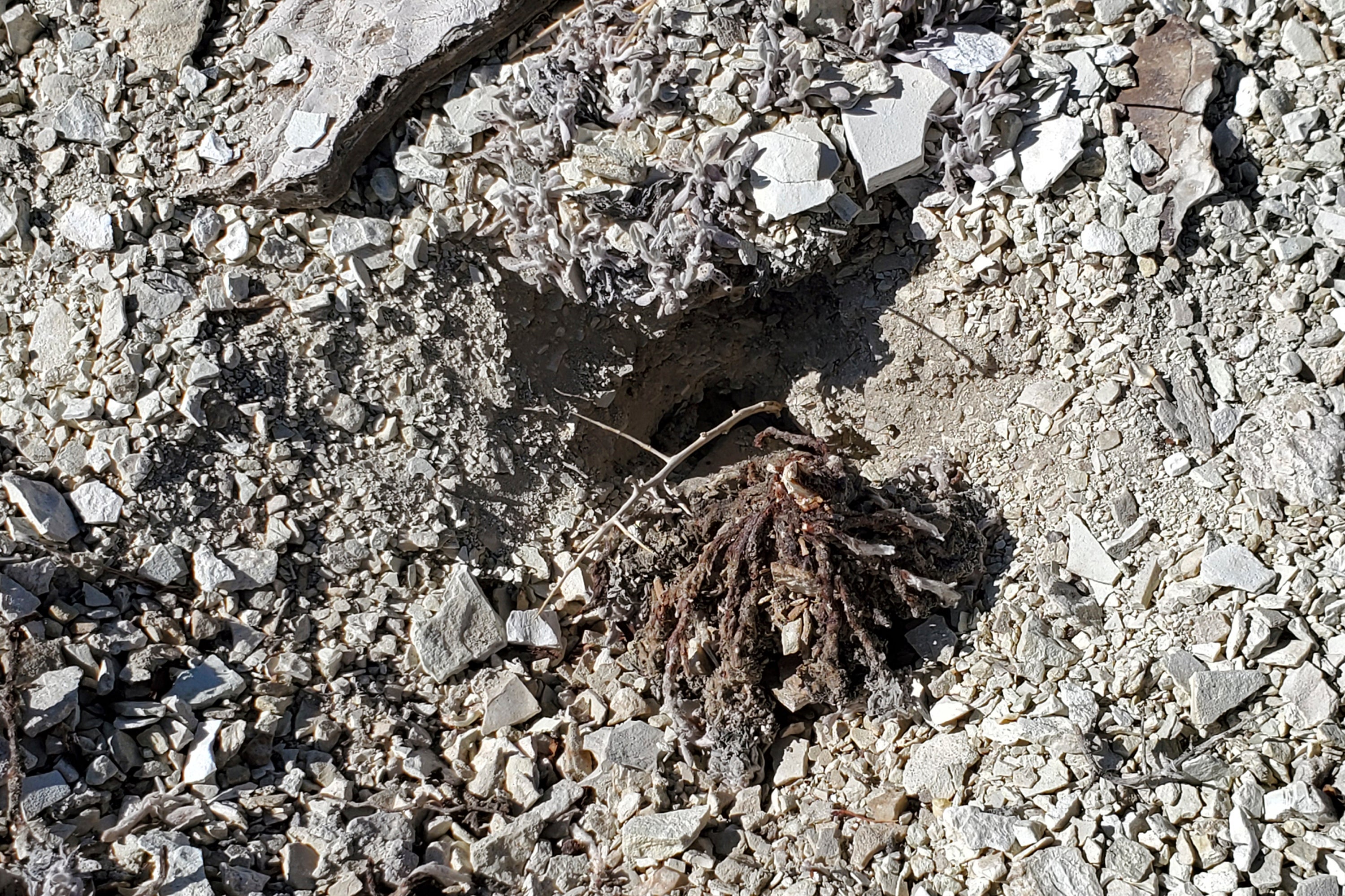 Rare Wildflower Plants Destroyed