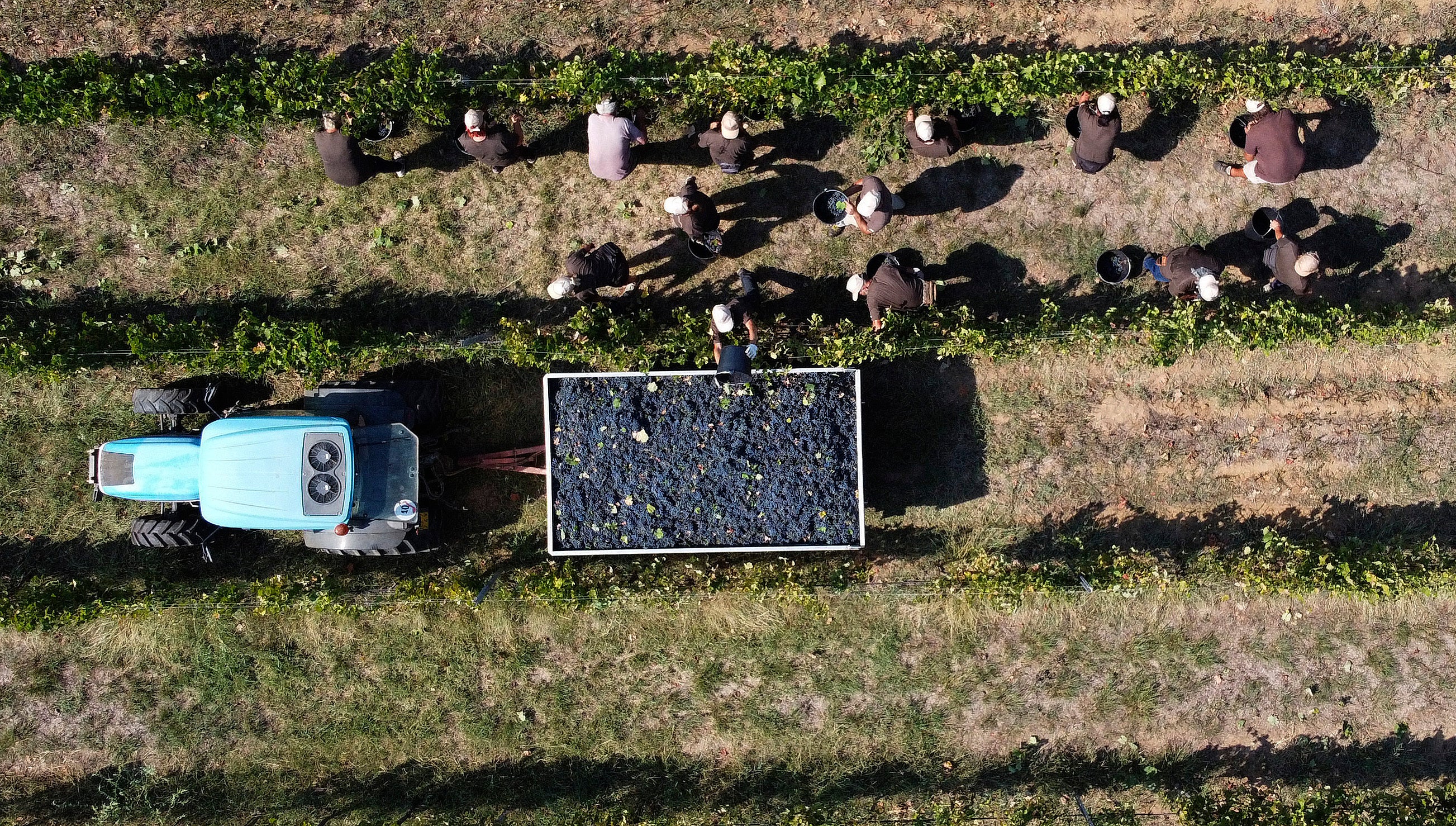 Italy Grape Harvest Photo Gallery