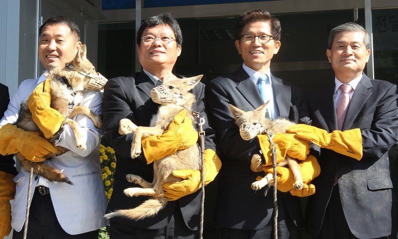 Scientist Hwang Woo-suk (R) and Gyeonggi Governor Kim Moon Soo (2nd from R) pose in a ceremony to donate eight coyotes to a wildlife centre in Pyeongtaek, Gyeonggi Province, South Korea on 17 October 2011