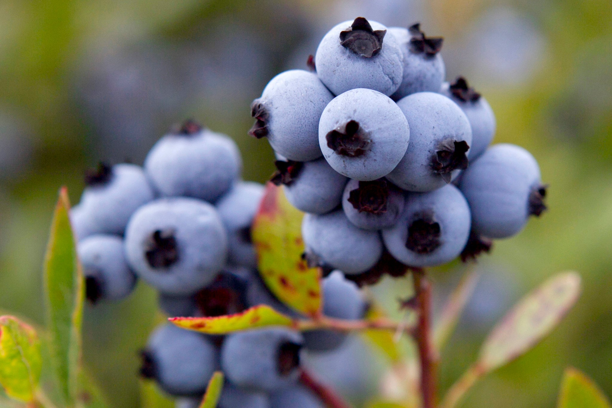 Maine Blueberries