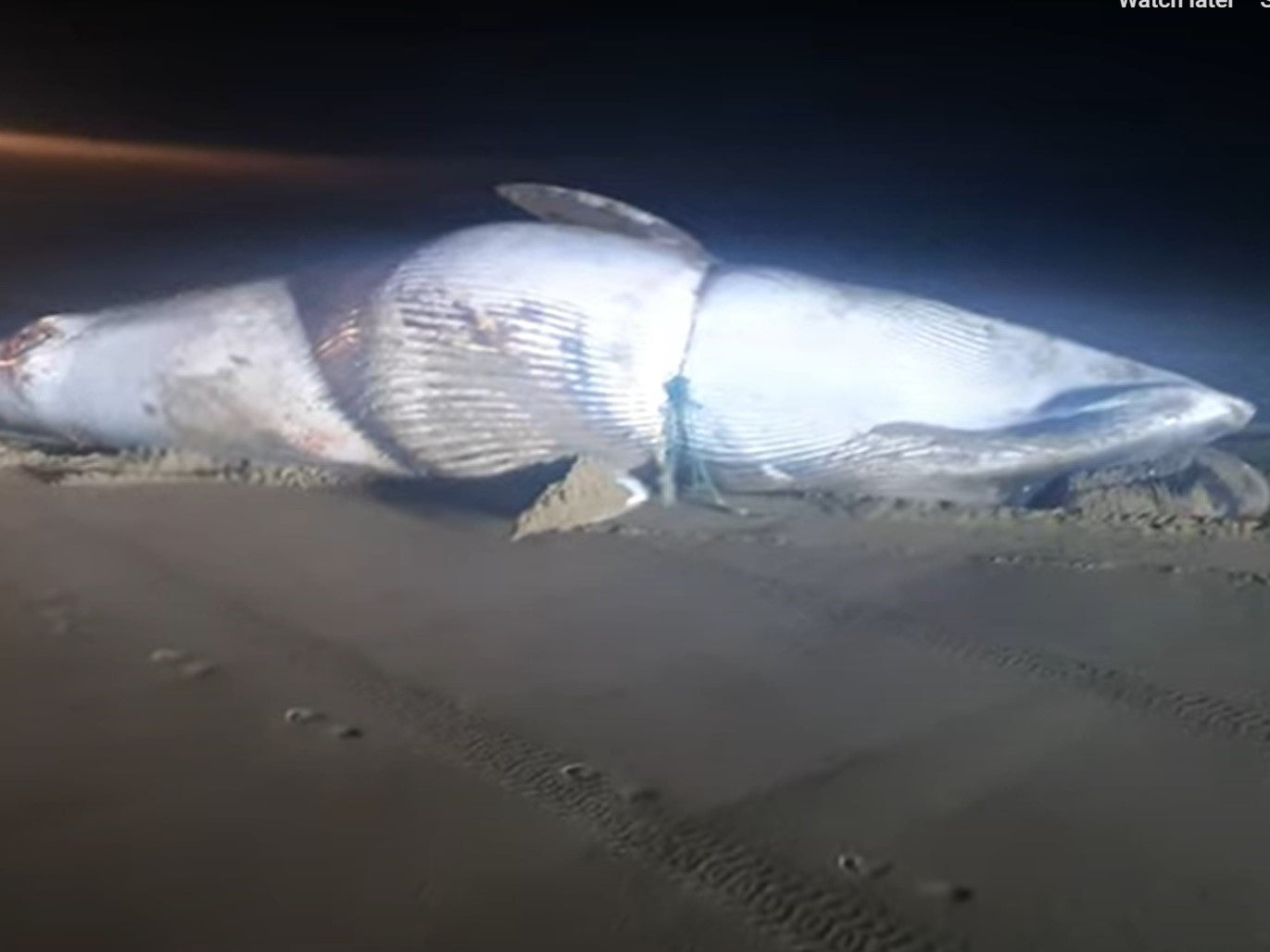 A dead whale beached in Whitby