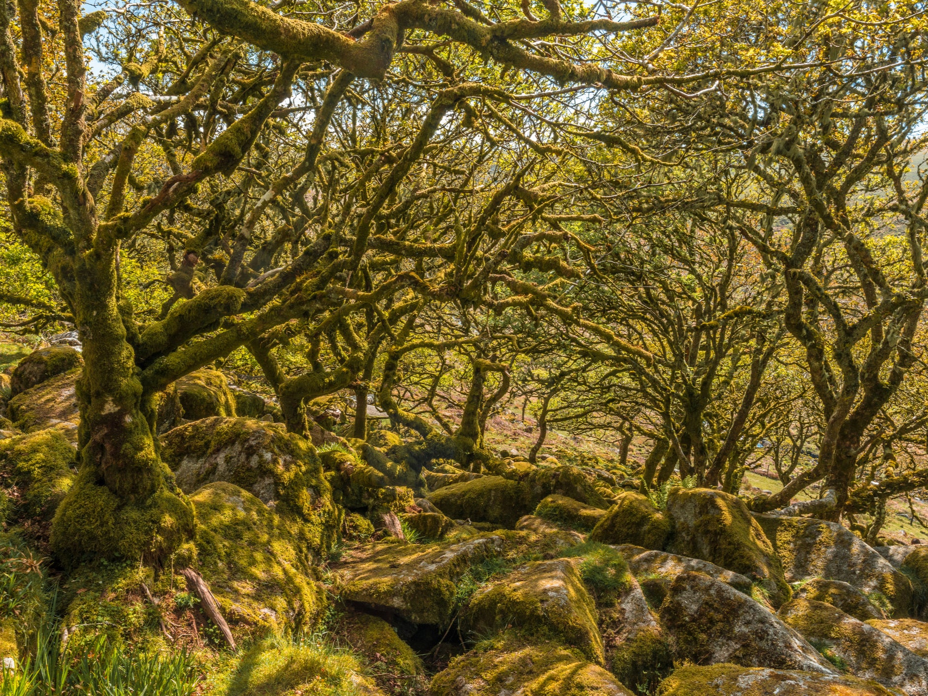 Wistman's Wood in Dartmoor is all that remains of an ancient forest which covered the area until mesolithic hunter-gatherers cleared woods in the area about 7,000 years ago