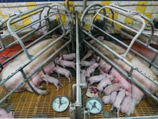 Banks 'must stop funding factory farming to prevent pandemics’