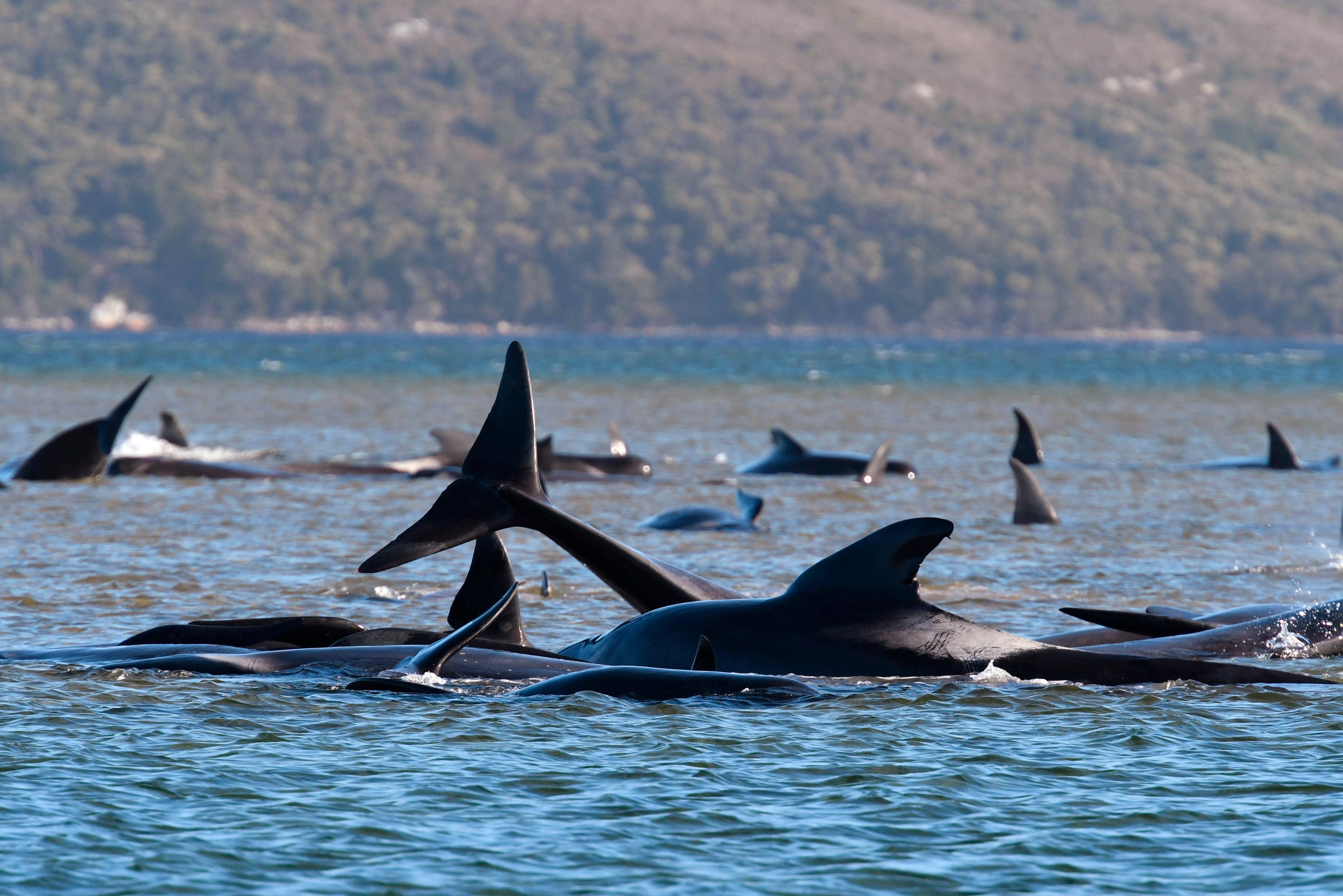 Australia Whales