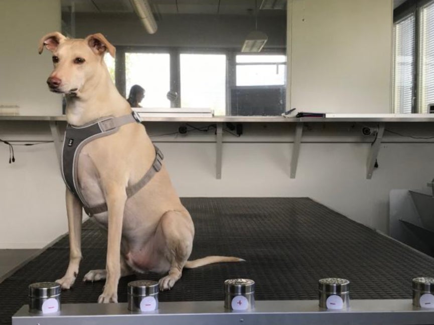 One of Wise Nose's coronavirus sniffer dogs