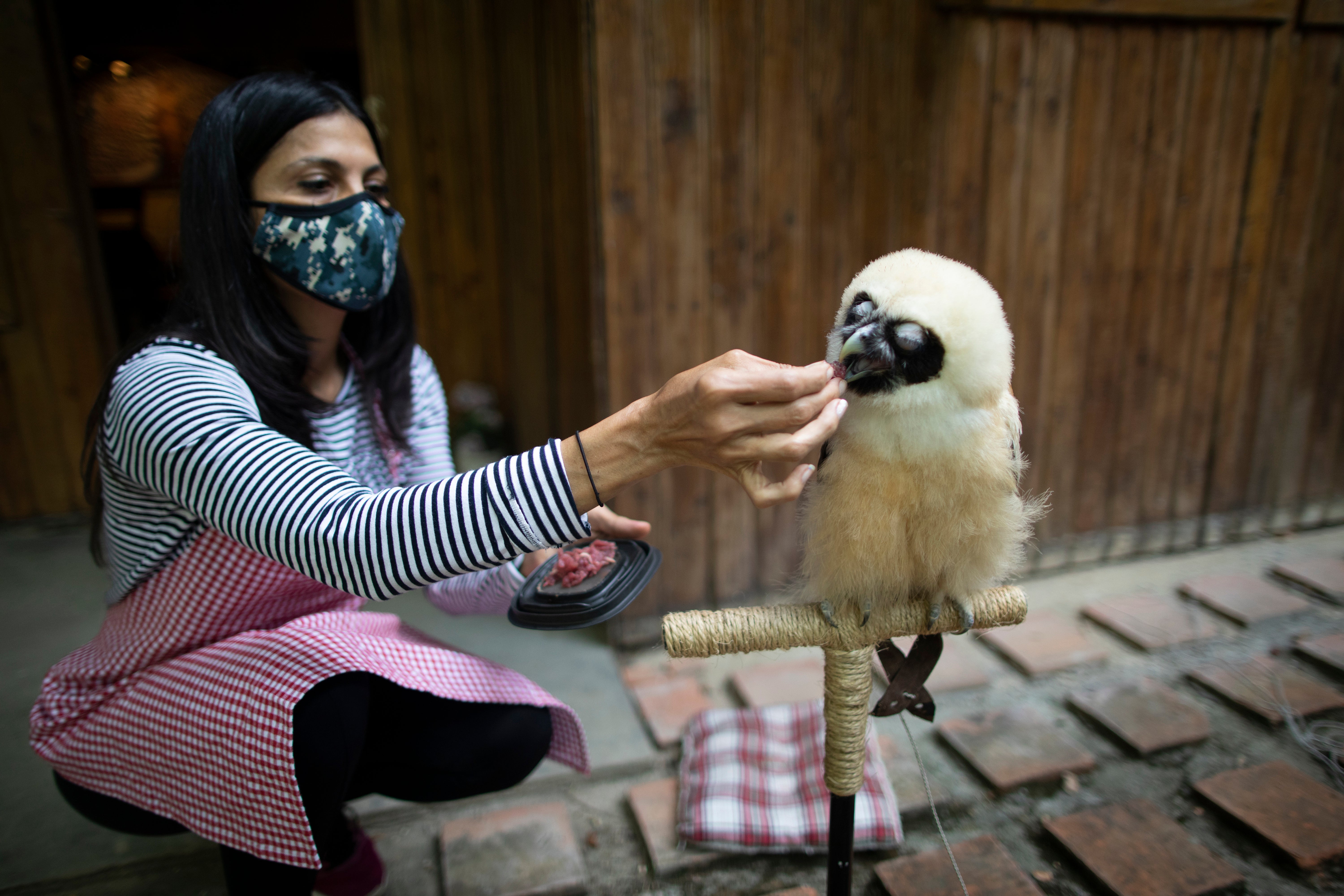 Virus Outbreak Venezuela Animal Rescue