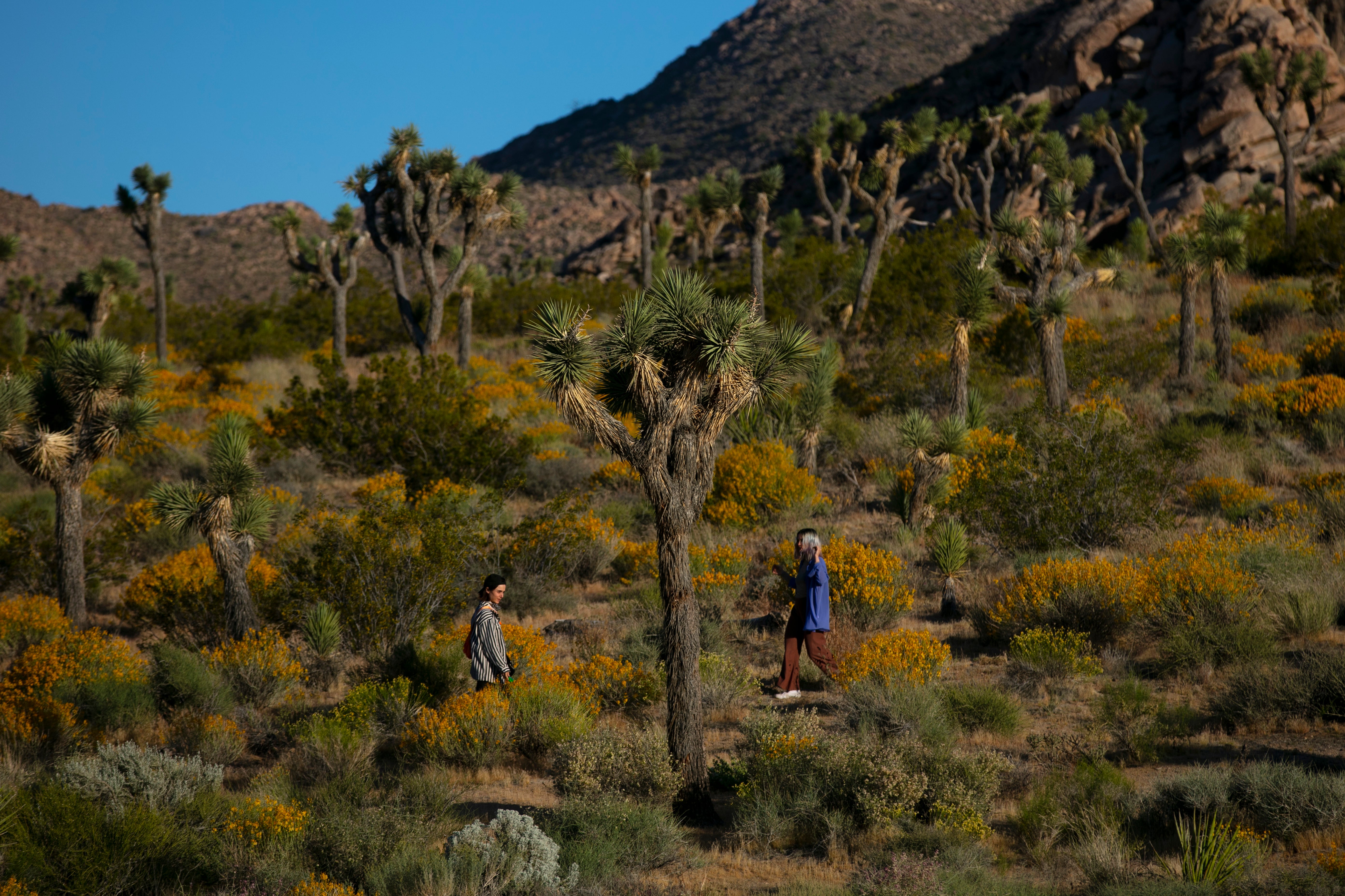 Joshua Tree-Endangered Species