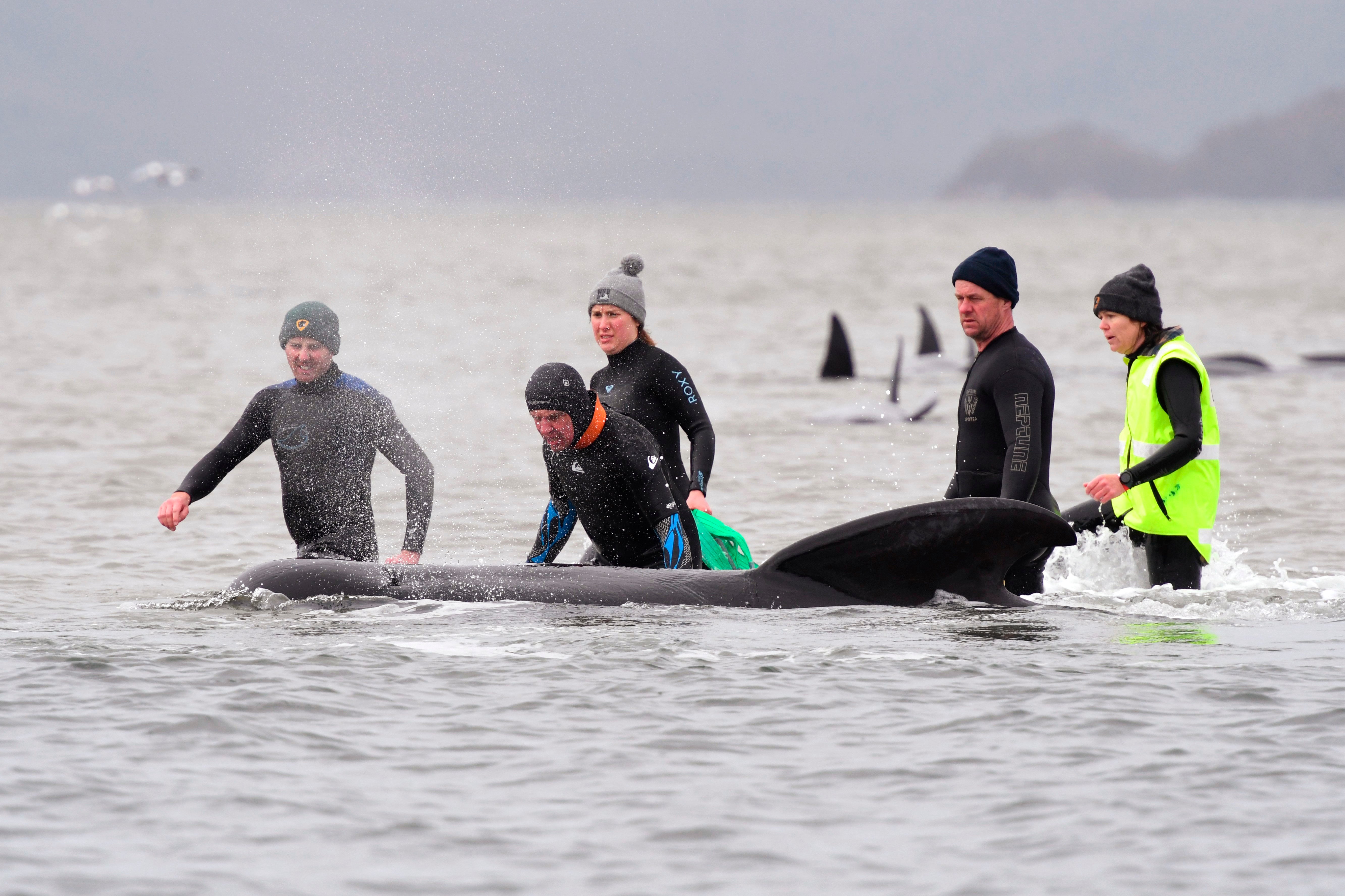 Australia Stranded Whales