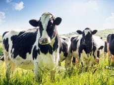 Climate crisis: Animal farming producing greater total emissions in EU than all cars and vans combined, analysis finds