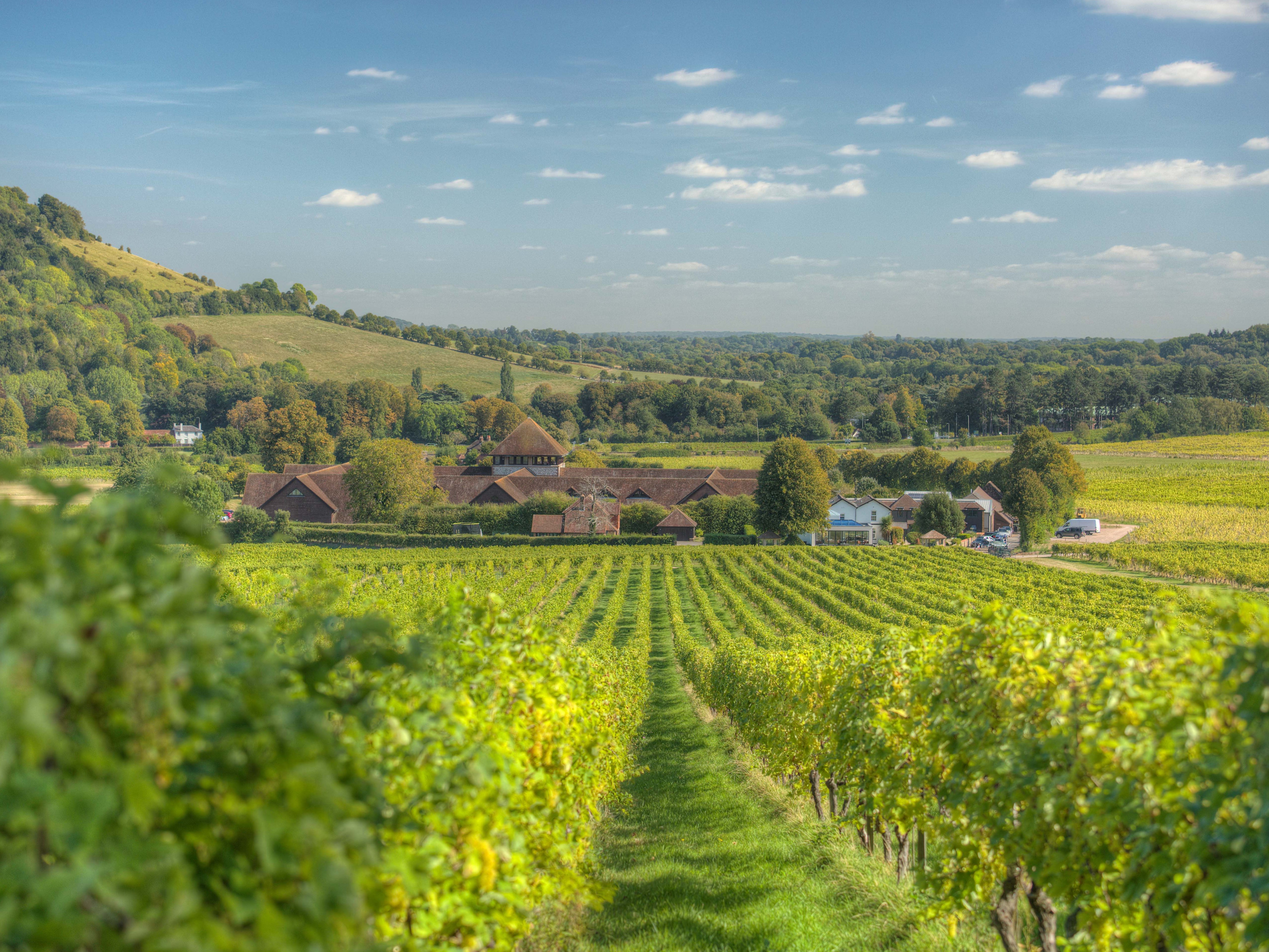 Take a train ride around Denbies Wine Estate