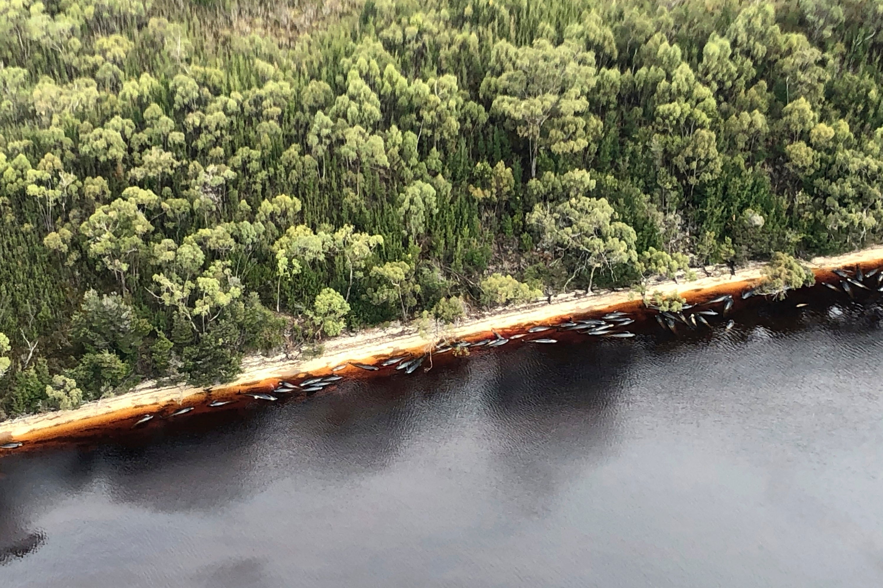 Australia Stranded Whales