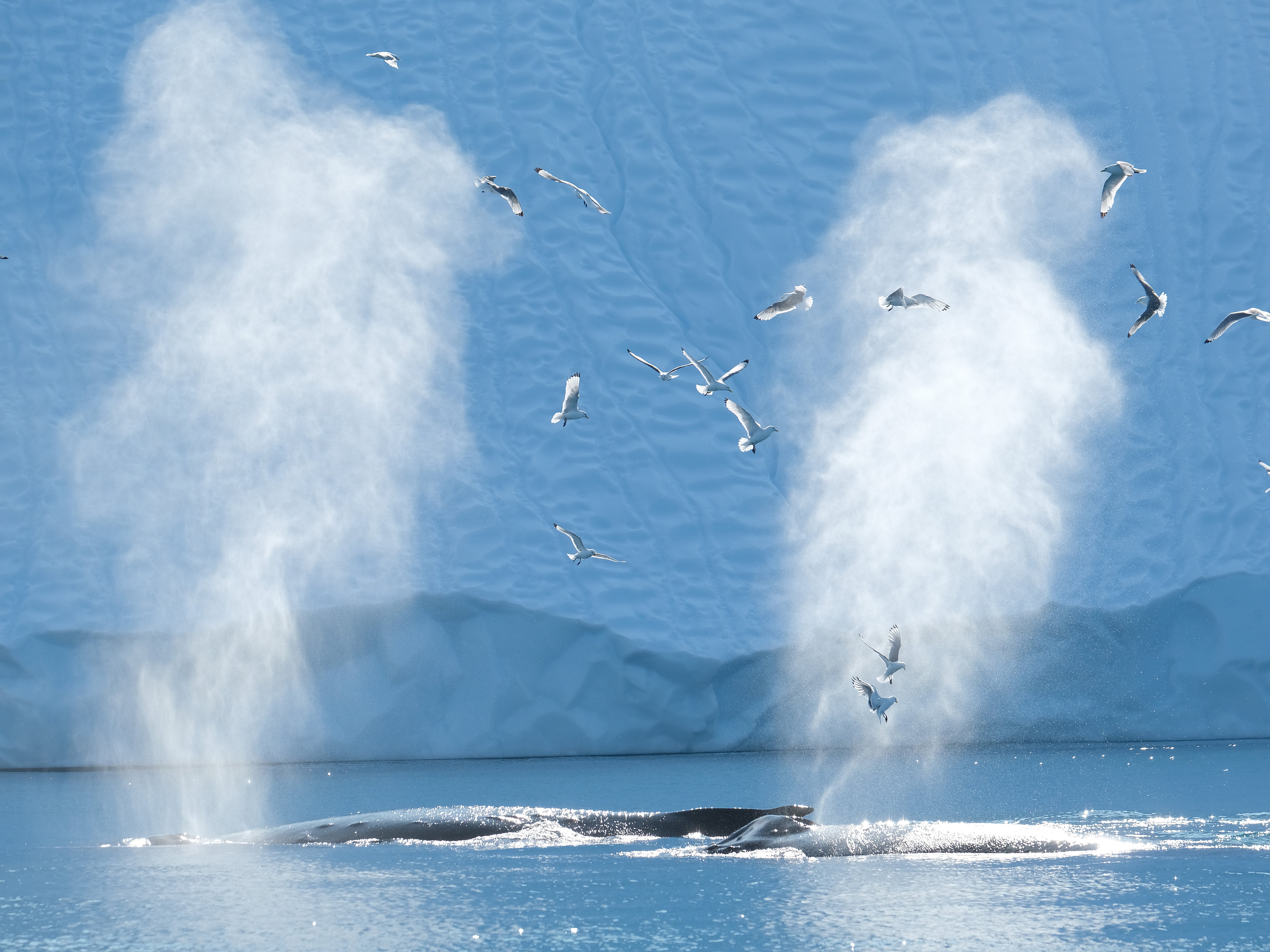 Whales have been subjected to warmer waters all over the world this year due to the ongoing climate crisis