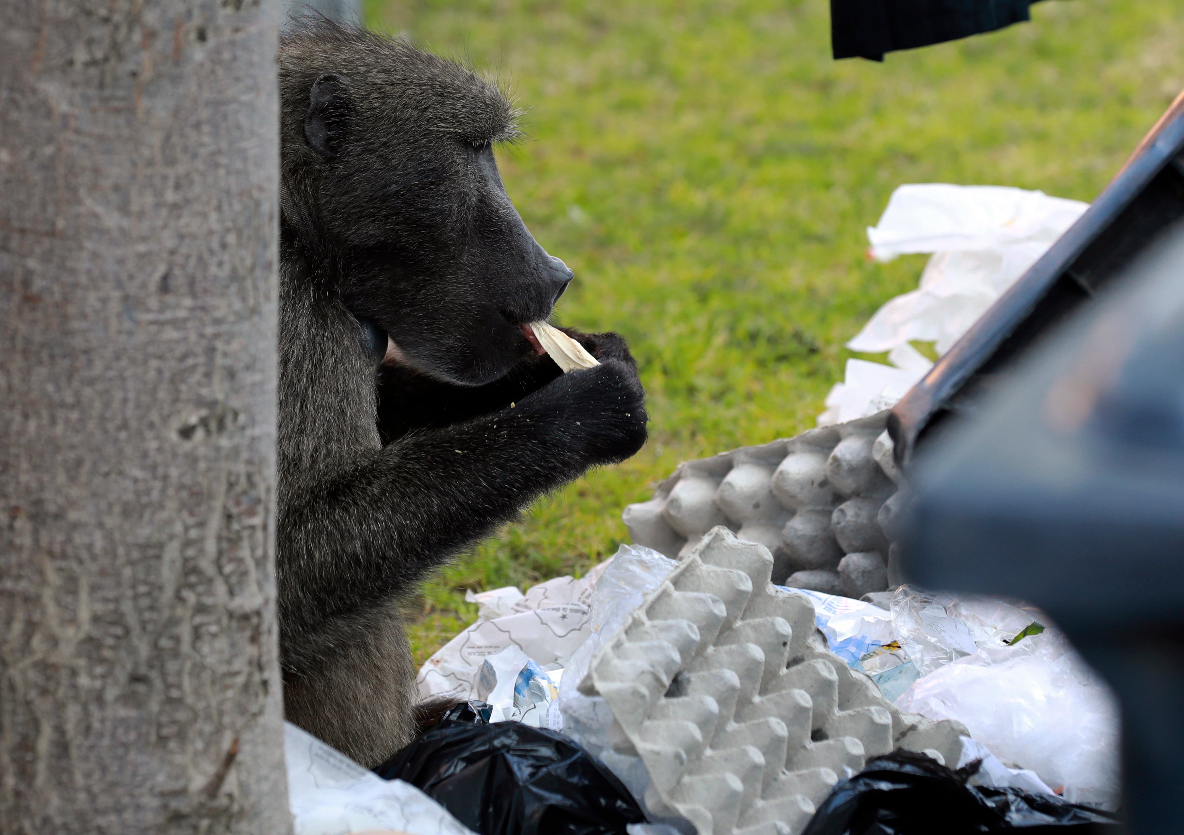 South Africa Bad Baboon