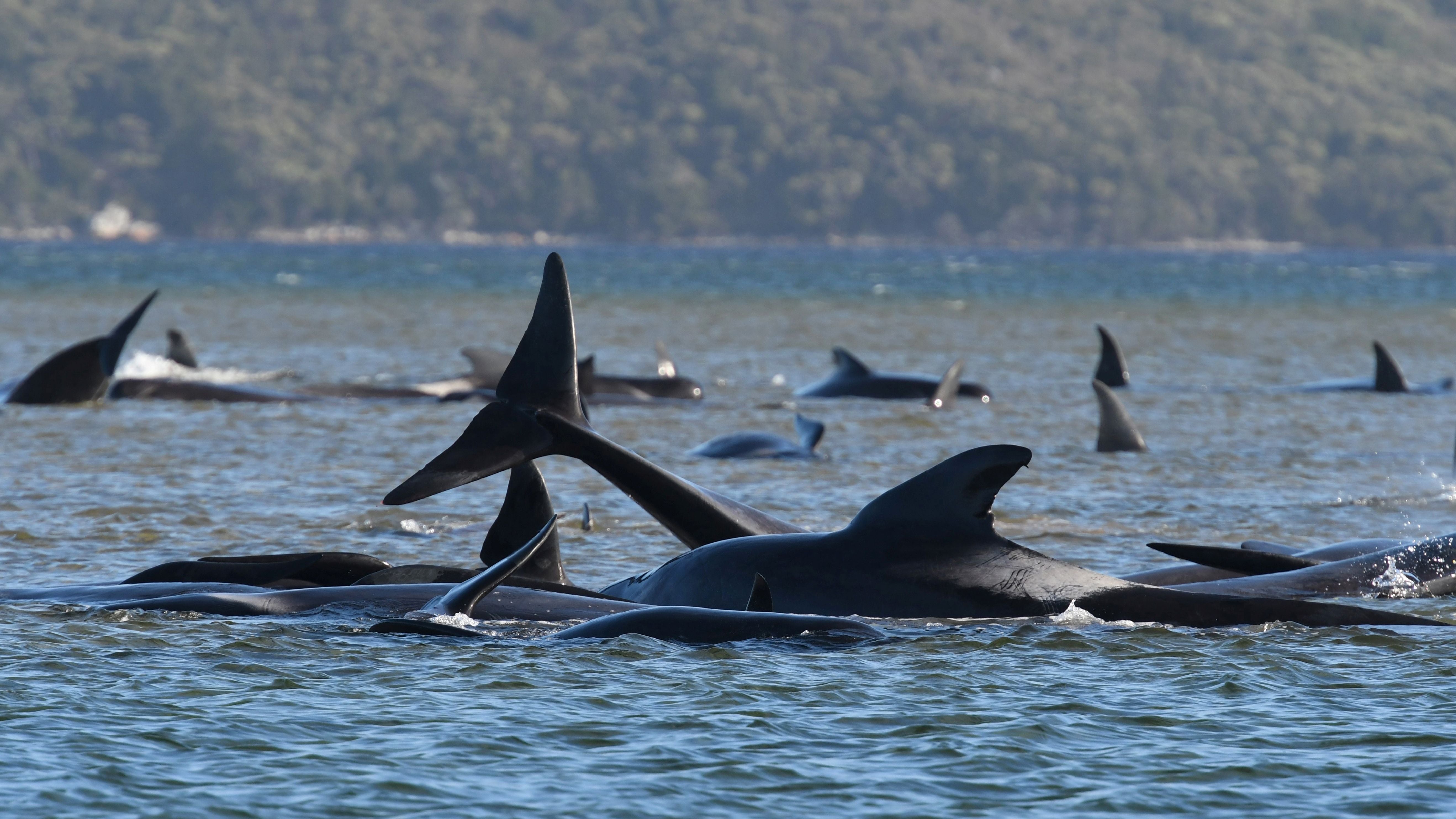 Rescuers have freed 90 of the long-finned pilot whales, but almost 400 have died