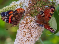 How butterflies’ temperatures reveal climate threat