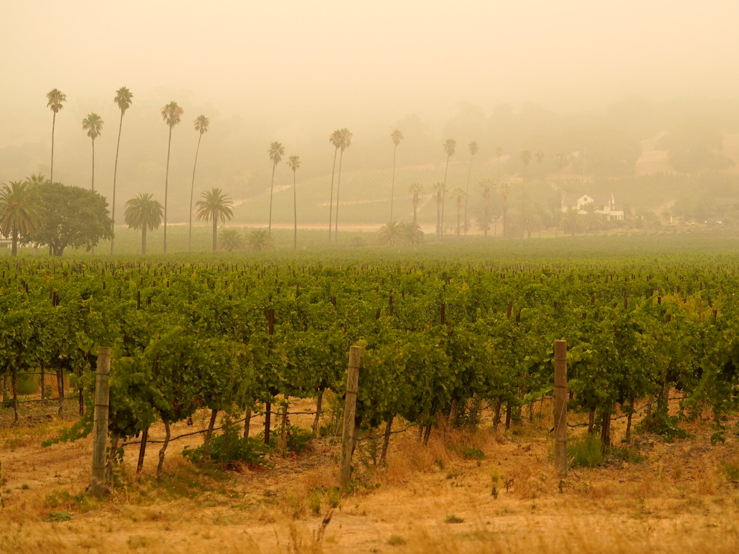 Smoke and haze from wildfires hovers over a vineyard in Sonoma, California earlier this month