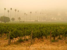 Wine region facing disaster as west coast vineyards tainted with taste of wildfire smoke