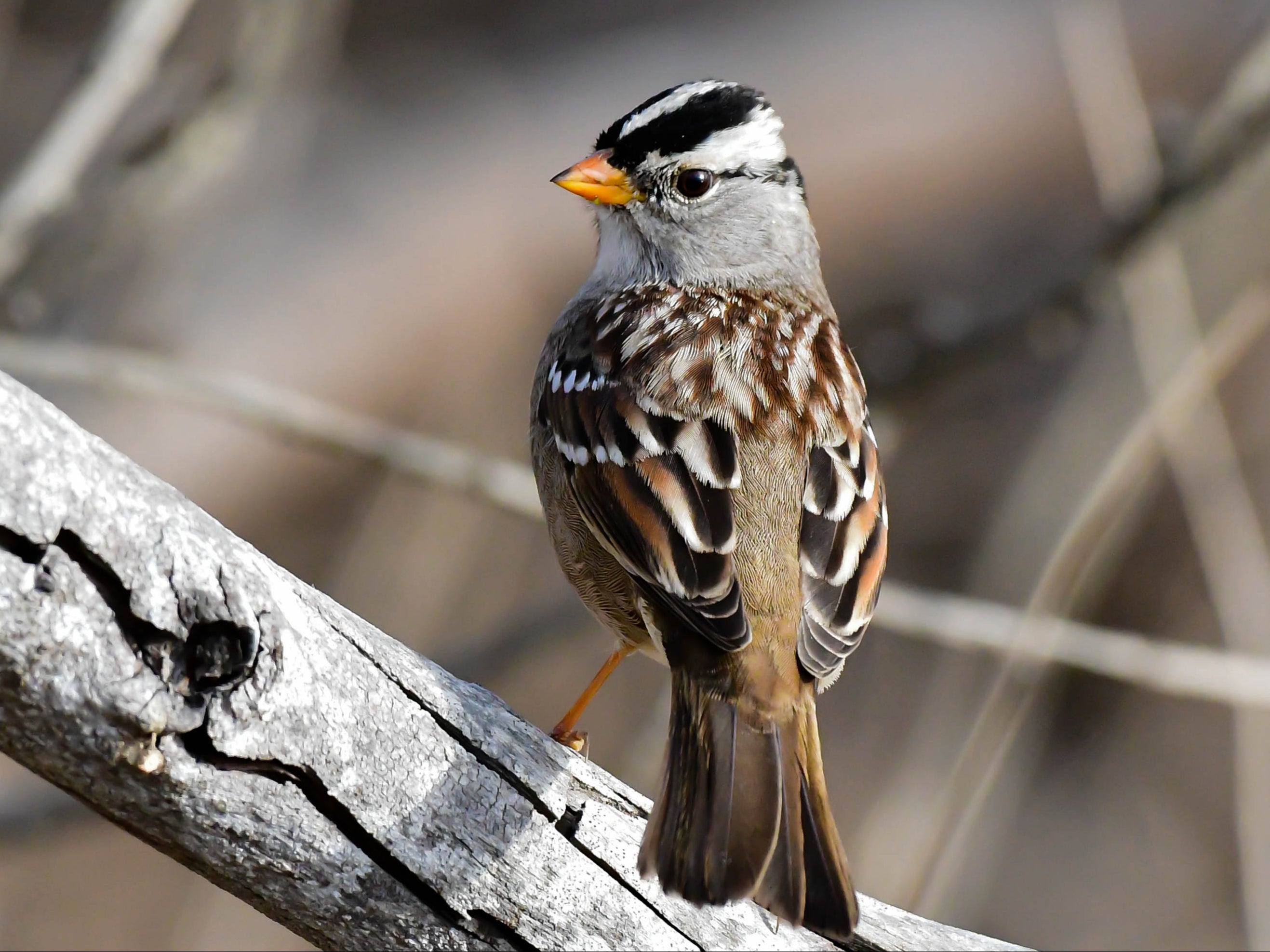 As road traffic has increased over the years, species such as the white-crowned sparrow have adjusted by raising the pitch of their song to be heard