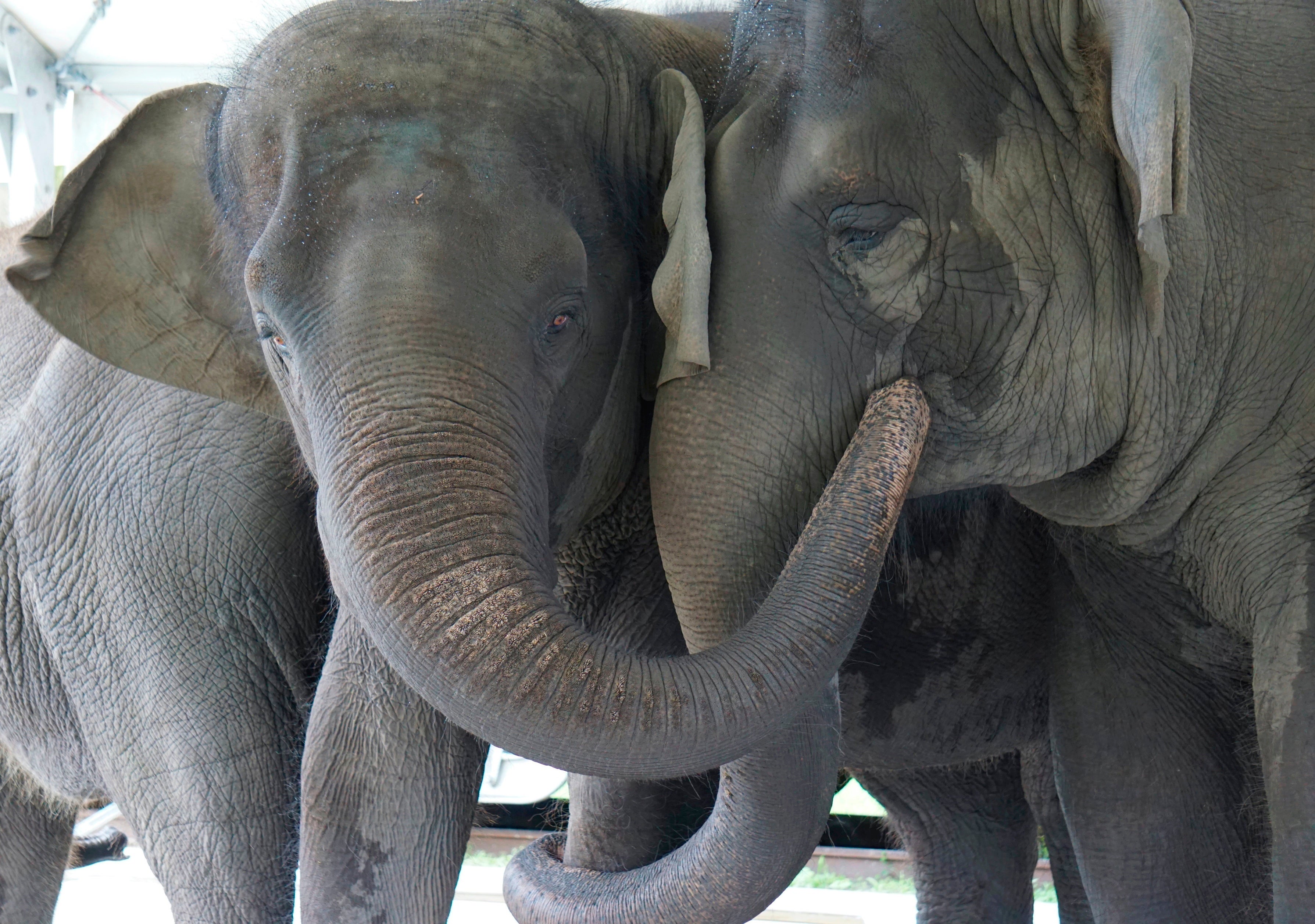 Elephant Refuge