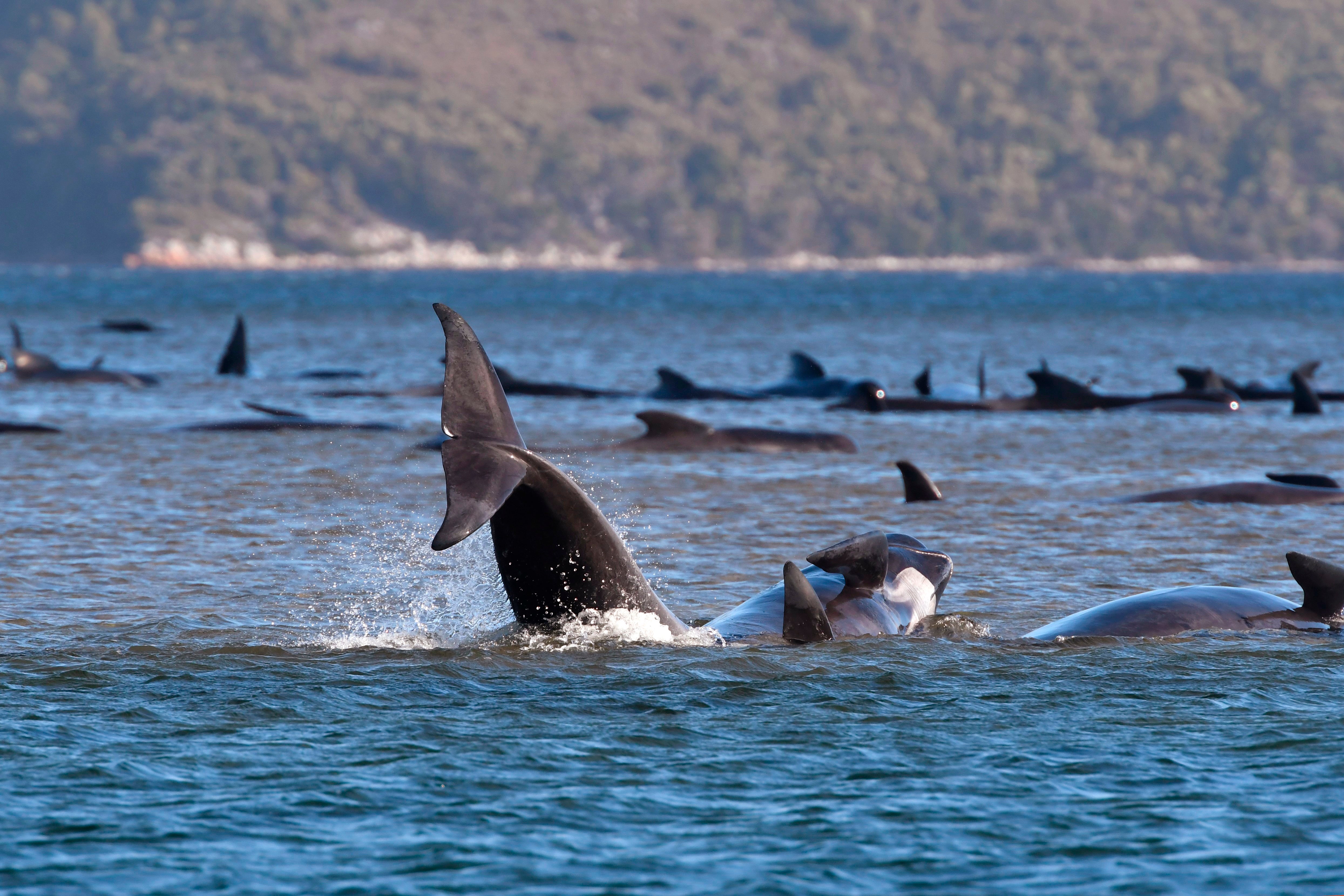 Australia Whales