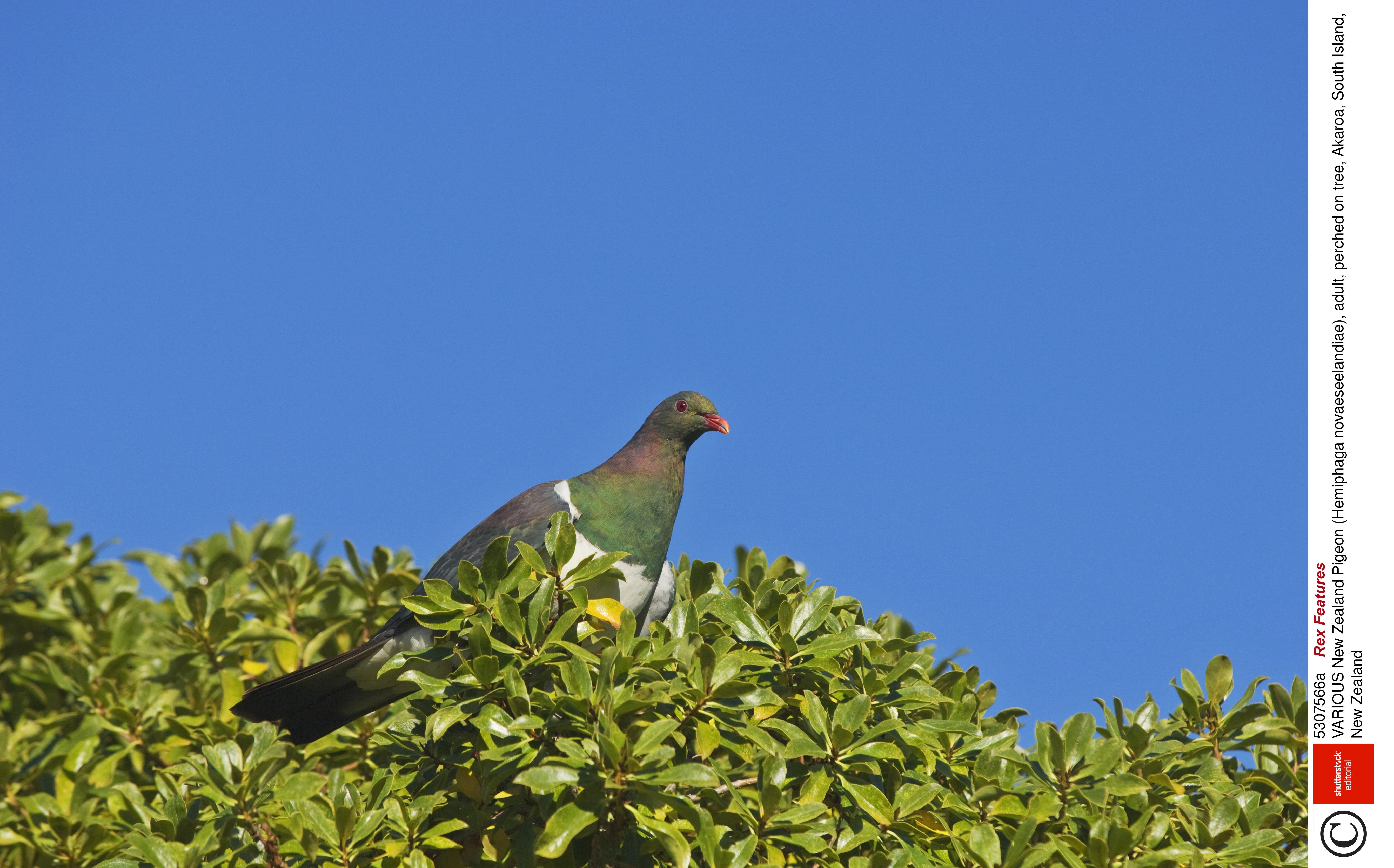 A New Zealand pigeon, also known as a kererū, perches in a tree in Akaroa on New Zealand's South Island.