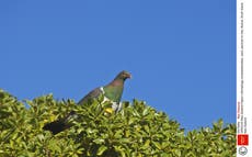 Native New Zealand pigeon returns home after 24-year absence 