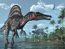 Spinosaurus: Meat-eating dinosaur even larger than T-Rex, was ‘river monster’, researchers say