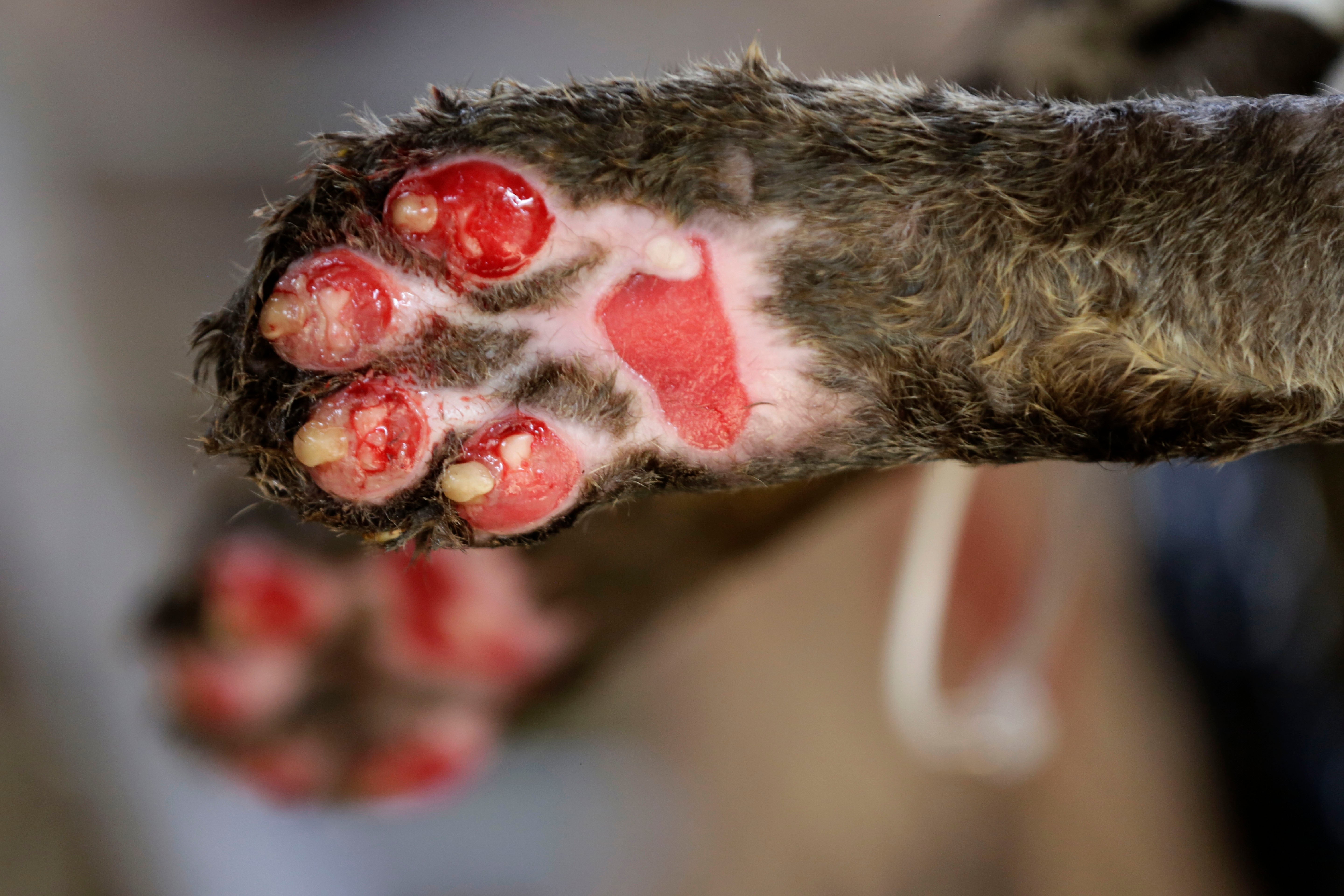 APTOPIX Brazil Jaguar Pantanal Fires