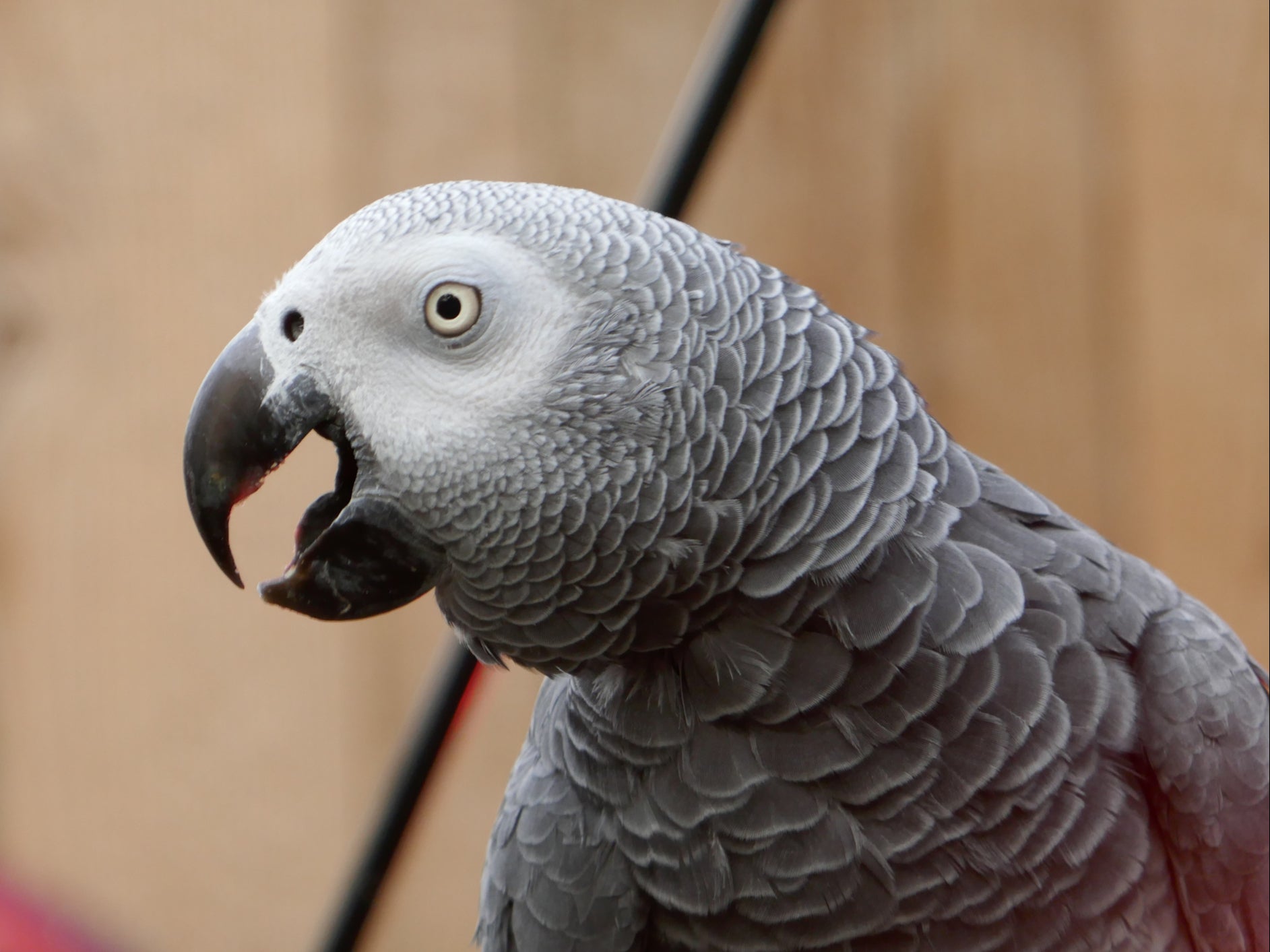 Sparky was an African Grey parrot, like this one pictured (generic photo)