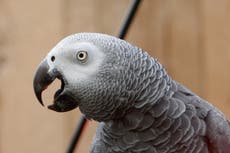 Parrots removed from wildlife park after swearing at visitors